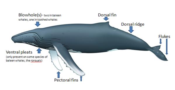 Byron Bay Humpback Whale
