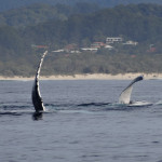 Whale Watching Byron Bay